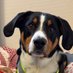 Anke, Frauchen von Charly (@ankewemmer) Twitter profile photo Anke, Frauchen von Charly (@ankewemmer) Twitter profile photo