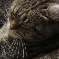 たくと (@nxv_c2) 's Twitter Profile