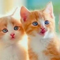 Funda (@funda9789569172) 's Twitter Profile
