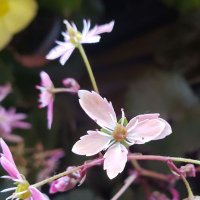 otoyu (@otoyu623) 's Twitter Profile Photo