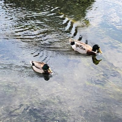 kamo3546's profile picture. 鴨好きな会社員🧑‍💼 家族、愛犬を大切に😊 何事もまったり楽しむのが好きです✨ ゲーム/ポケカ/動物/音楽/公営競技/暗号資産/アニメ/