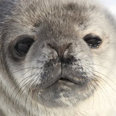 A chaotic introvert weddell seal who draw ✨ || 20 y0 🦑 || Mel 🦭 || Honhon 🇫🇷🫧 || 💦Welcome to the deep sea 🦈