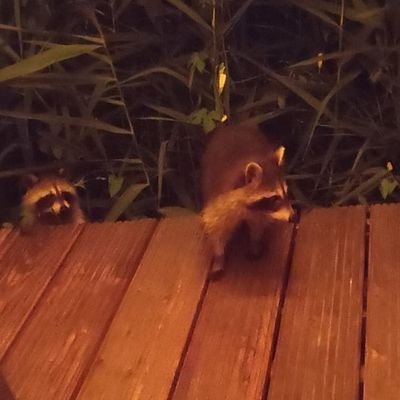 ME_aus_BB's profile picture. Kein Vormarsch ist so schwer wie der zurück zur Vernunft. (Bertolt Brecht)