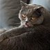 catlover (@papitosigma) Twitter profile photo catlover (@papitosigma) Twitter profile photo