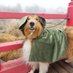 Sir Lucien Barkalot & Gavriel - The IT Collies (@itcollie) Twitter profile photo Sir Lucien Barkalot & Gavriel - The IT Collies (@itcollie) Twitter profile photo