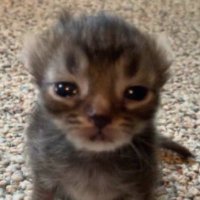 Swick (@swickuwu) 's Twitter Profile Photo Swick (@swickuwu) 's Twitter Profile Photo