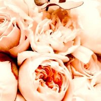 Bloom (@bloom_n_bloom) 's Twitter Profile