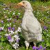 🐣 American•Chicken•Tender🇺🇸❤️🤍💙 (@bakedcrouton) Twitter profile photo 🐣 American•Chicken•Tender🇺🇸❤️🤍💙 (@bakedcrouton) Twitter profile photo