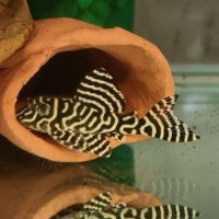 Shawn Mac Gregor (@petstopsa2) 's Twitter Profile