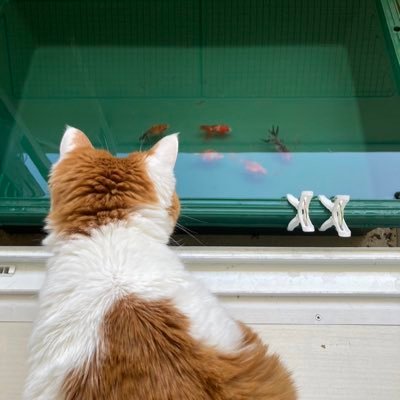 金魚を飼っています。水辺が好きです。猫とハムスターも飼っています。鳥さんも飼いたいてます。石、池、金魚。無言フォローすいません。金魚界隈の方フォロバも100%デス。よろしくお願いします。