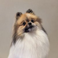 天才犬ちゃむくん (@chamiochamuyama) 's Twitter Profile