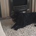 Eli the dog (@eli_the_dog) Twitter profile photo Eli the dog (@eli_the_dog) Twitter profile photo