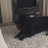 Eli the dog