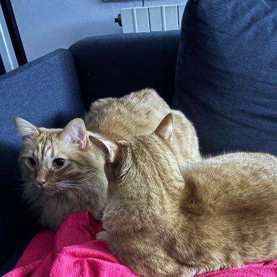 semsilol's profile picture. 1 femme 2 chats 1 club