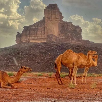 eshraba's profile picture. 