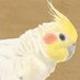 cockatl (@cockatlcom) Twitter profile photo cockatl (@cockatlcom) Twitter profile photo