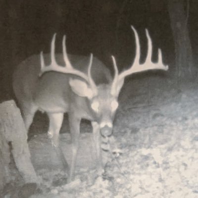 hzmtetas's profile picture. 