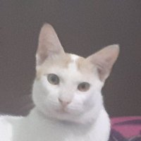 24KATA|Voltix.ai ๐พ KGeN (ร,G) Flow3 Network ๐ (@24kataareddio) 's Twitter Profile