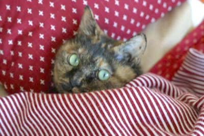 kime_star's profile picture. 元白組。日本アニメーション協会会員！日本アニメーション学会会員 2019年度より、某大学にて非常勤講師も。ただいまBL作品感想家。感想は主に、FBで。https://t.co/C9fBLMvUmI