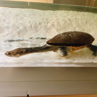 byotemeke's profile picture. 大喜利茶屋S8 第30回新人戦優勝者 お笑い 大喜利 リプ、リプ返は気ままに返します