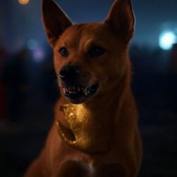TYSON INU (@xvbv342391) 's Twitter Profile