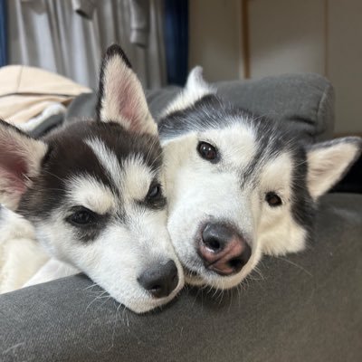 車好きで犬好き❤️シベリアンハスキー🐺 LANI(ラニ2019/12/16♀BxW) LEA(レア2024/10/30♀BxW) 成人済み/【ラニ】はハワイ語で天使👼【レア】はハワイ語で喜び🍀⭐︎無断転載禁止🈲