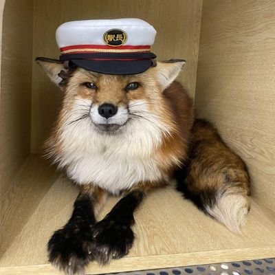 zinnny5781's profile picture. Polytherian (🐺🦊), plural, nonbinary, pansexual (fem lean), & poly critter
she/they/fox/wolf/coyote/lynx
Fox is fox of many caps.
Traumatized critter.
INFP-T
