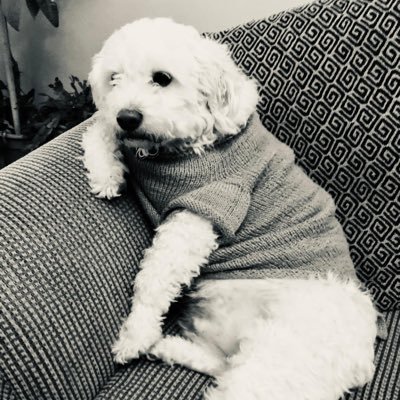 anamorim10's profile picture. 