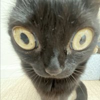Old.Sue (@old_suecat) 's Twitter Profile