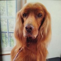 koyori (@shokoyorisho) 's Twitter Profile Photo