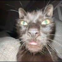 tiny jag (@tinyjaguar) 's Twitter Profile Photo tiny jag (@tinyjaguar) 's Twitter Profile Photo