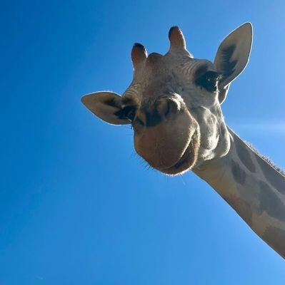 niyeshere's profile picture. 