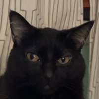 Tyler (@tylerc0des) 's Twitter Profile