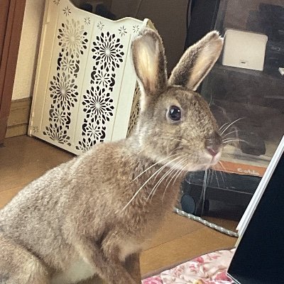 Kokoto34001's profile picture. BM2000と自作シールとルースのコレクターです。

この界隈、ちょっと怖いのであまりフォロバはしないかも。
よろしくお願い致します。