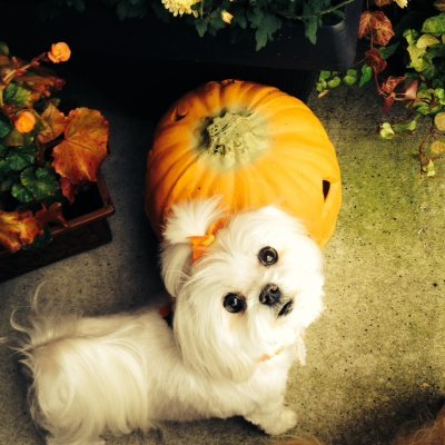 elliott_pa72041's profile picture. Lord Jesus is my Savior! Maga, 3 times voter for Trump. Democrat until Clinton. Love dancing to 50's & 60's music. Retired. NO PORN! No DM's or group chats.