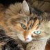 Canadian Gal (@canadiangal74) Twitter profile photo Canadian Gal (@canadiangal74) Twitter profile photo