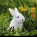 EddyRabbit (@eddyrabbit) Twitter profile photo EddyRabbit (@eddyrabbit) Twitter profile photo