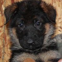 MaximusK9 (@vivayanks70) 's Twitter Profile