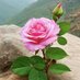 Maria Alhariri (@maria1ahmad) Twitter profile photo Maria Alhariri (@maria1ahmad) Twitter profile photo