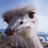 Save Our Ostriches