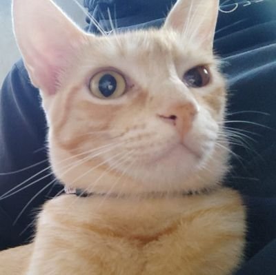 gicavania's profile picture. some fall by virtue, some rise by adoration.