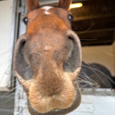 All things horse racing,lover of the game and here to promote all the great things about the sport,and all the people involved in it 🐎fundraising along the way