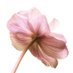 peonieslove (@alsadoon0059111) Twitter profile photo peonieslove (@alsadoon0059111) Twitter profile photo