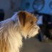 Riley R.I.P Brody 🌈🐾🐾♥️ (@brody092010) Twitter profile photo Riley R.I.P Brody 🌈🐾🐾♥️ (@brody092010) Twitter profile photo