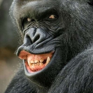 ade2akinade's profile picture. Politics|Economy|Football