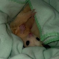 fairryfair (@fairryfairrr) 's Twitter Profile