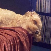 woofwoof (@iplusplusminus) 's Twitter Profile