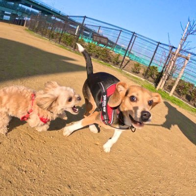 愛猫ペルシャの雑種ペズが虹の橋を渡りご縁があってチワプー&ビーグルと暮らしています。2022年4月13日生 女の子 茶々 2022年6月29日着 2019年3月15日生 男の子 雷 2023年12月1日着 よろしくお願いします☺️