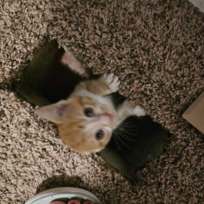 toastyums's profile picture. 