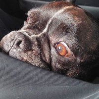 zVipeer (@zvipeer1) 's Twitter Profile Photo zVipeer (@zvipeer1) 's Twitter Profile Photo